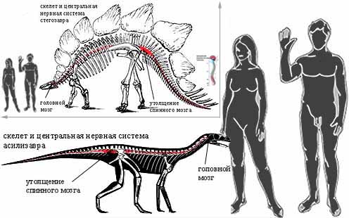Скелет и нервная система Асилизавра