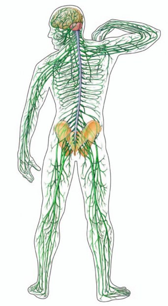 Нервная система и массаж