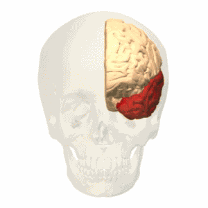 Височная доля коры головного мозга