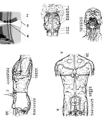 Проекция чакр и сплетений на теле человека