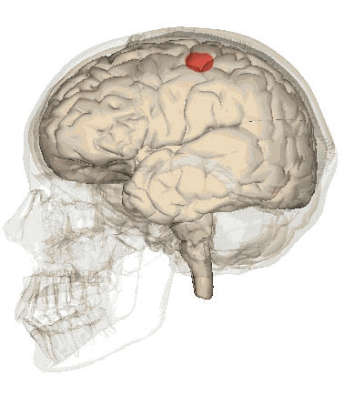 Ток коры главных полушарий головного мозга, как научный критерий осознания Бога 