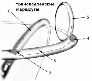 Карта Космоса, антропометрические проекции